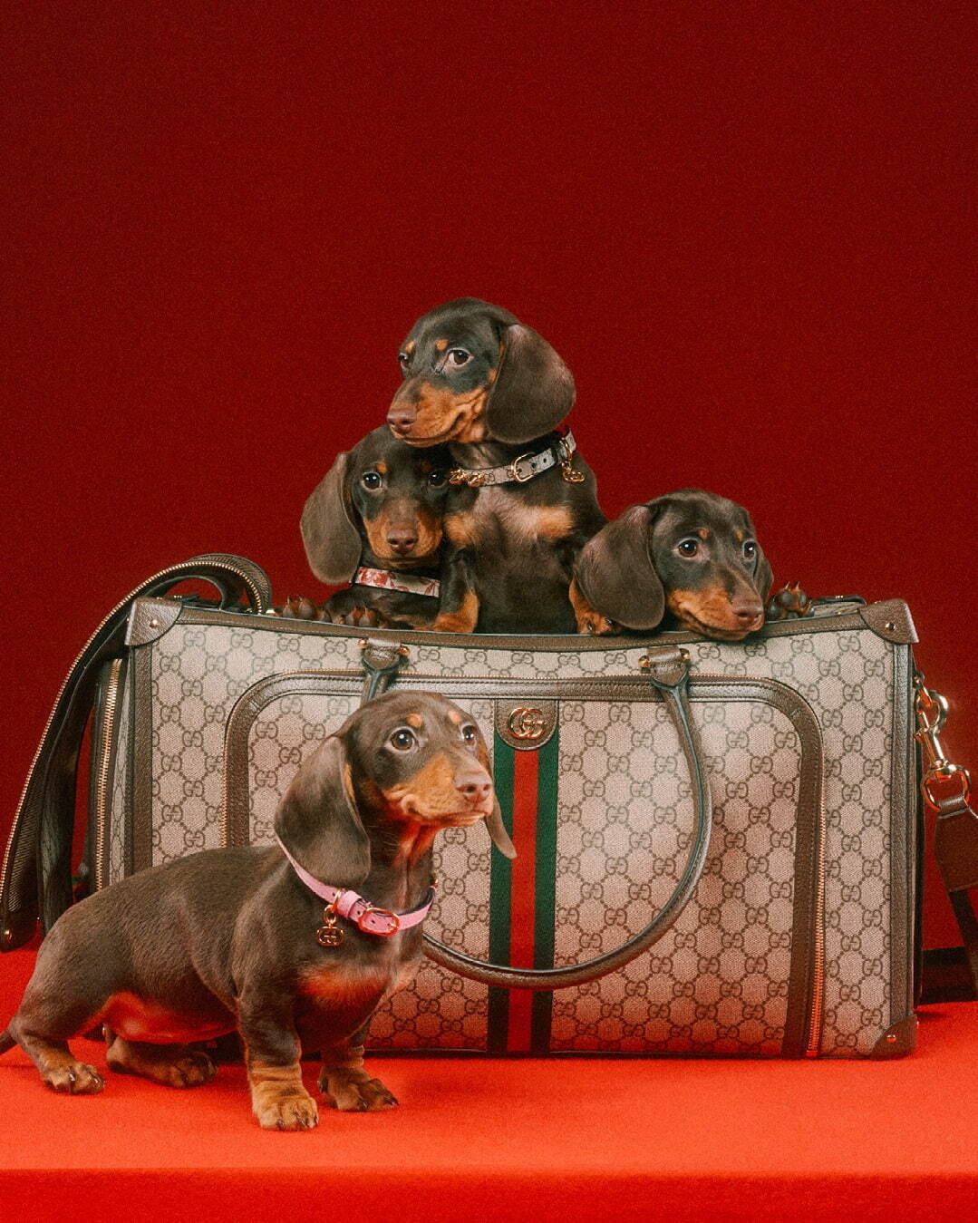 GUCCI グッチ ボーダー ストライプいちご 犬服 L 新品未使用タグ付き
