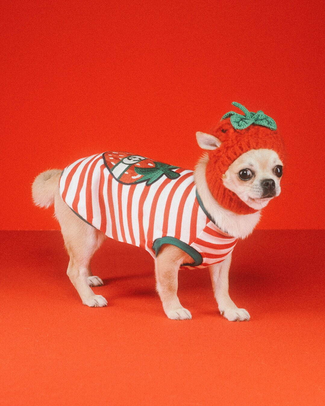 グッチ初「ペットコレクション」誕生、“イチゴ モチーフ”ウェアや“GG