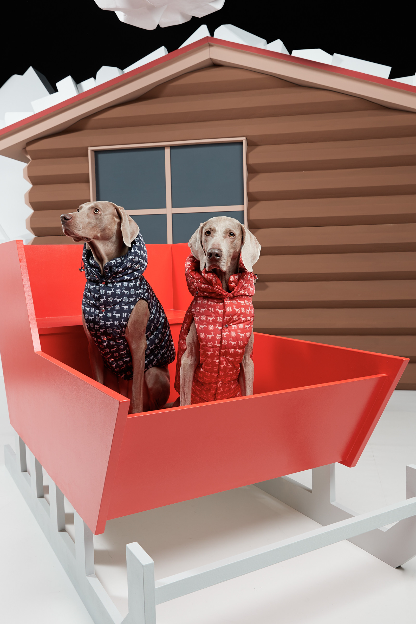 犬用ダウンが揃う「モンクレール ジーニアス」新作、ジレやレイン