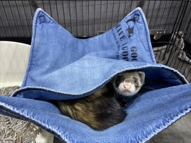 商品紹介】フェレット用ハンモックが新入荷しました！ | FERRET WORLD