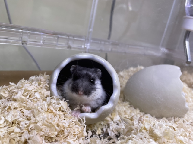 個別紹介】ジャンガリアンハムスターがすくすく成長中♪ | FERRET WORLD