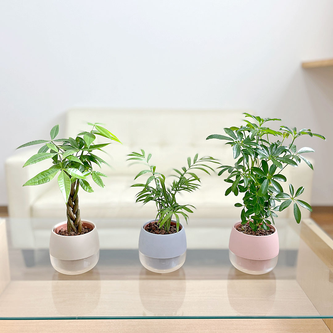 観葉植物の販売・ギフトならフラワーコーポレーション / 観葉植物 ミニ