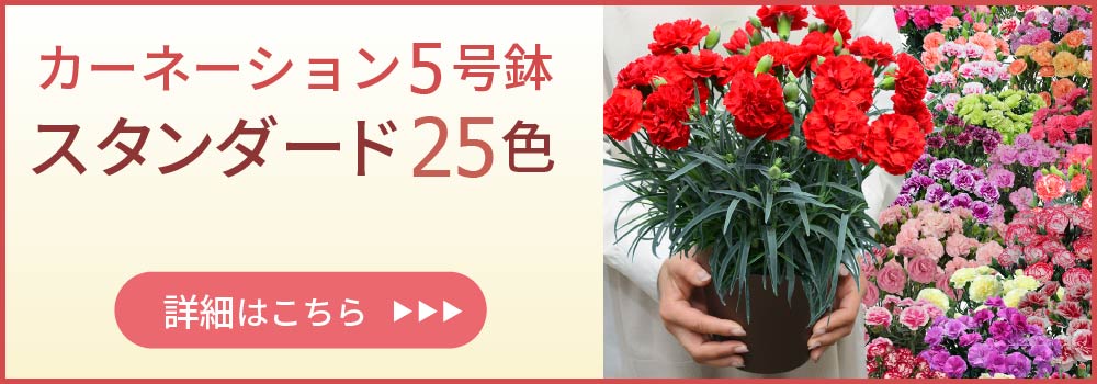 母の日に贈る花 母の日カーネーションの鉢植え | エーデルワイス【花の