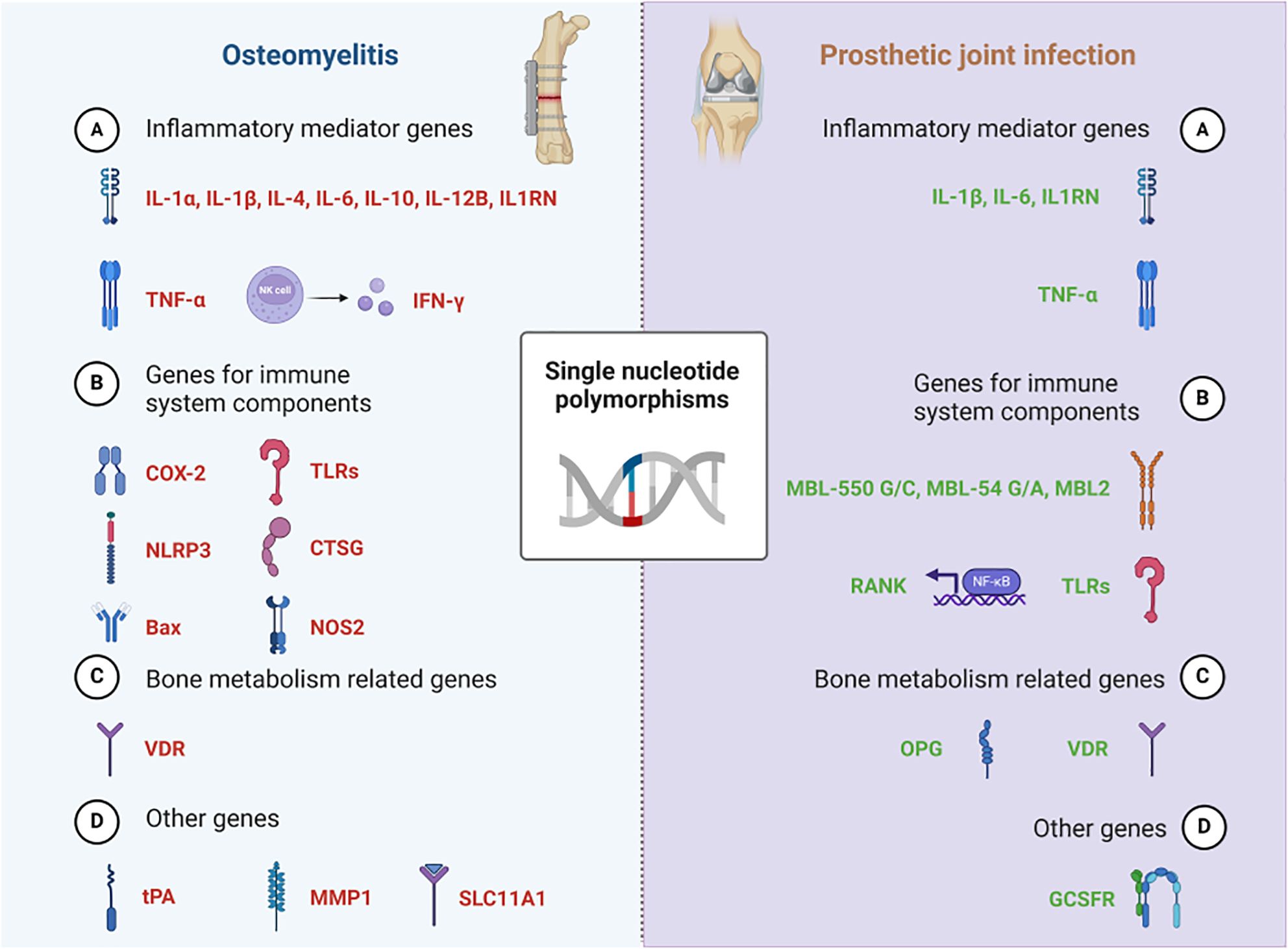 Frontiers | Single nucleotide polymorphisms in the development of