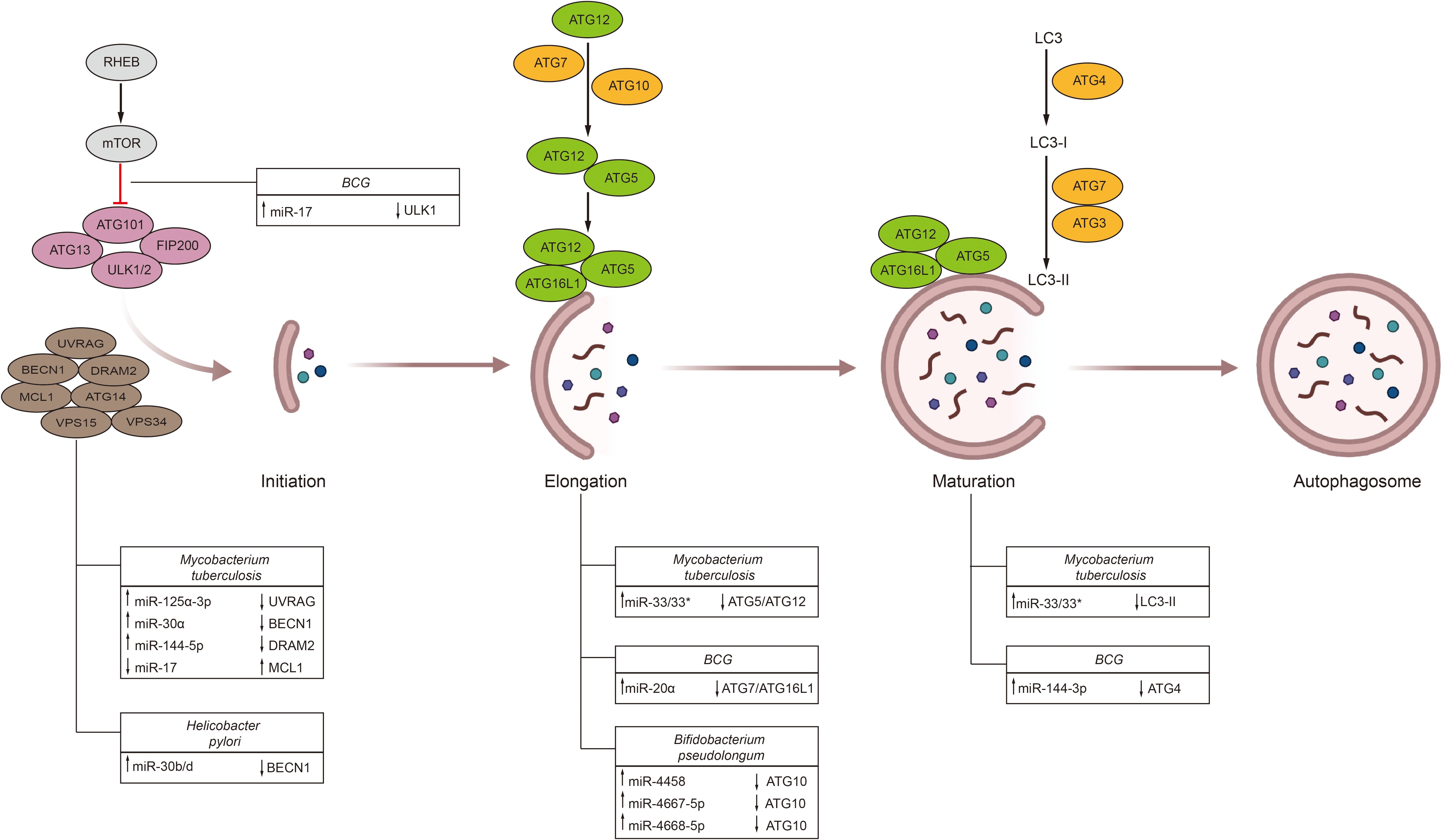 Frontiers | Non-coding RNAs in bladder cancer, a bridge between