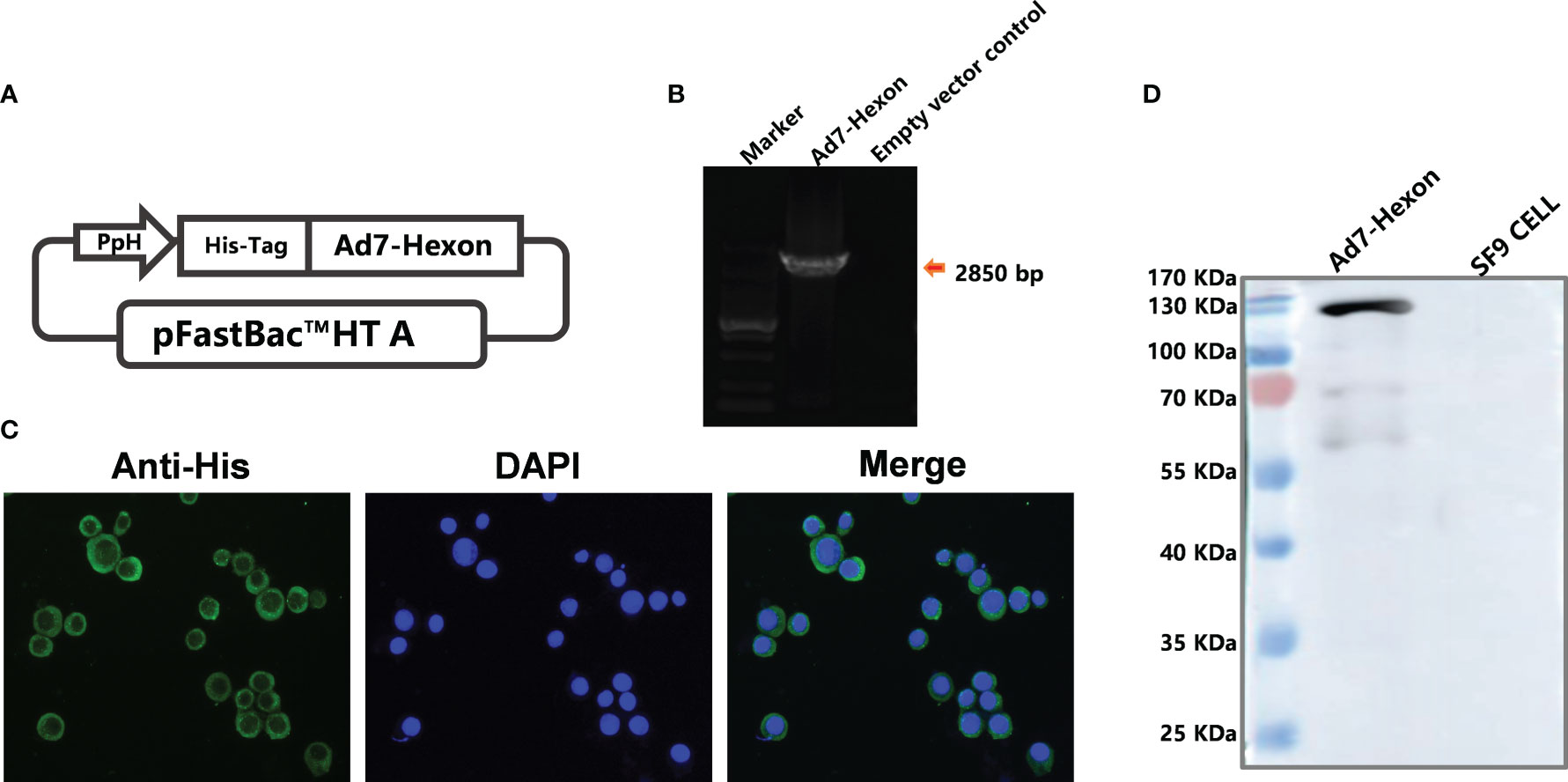 Frontiers | Human adenovirus type 7 subunit vaccine induces