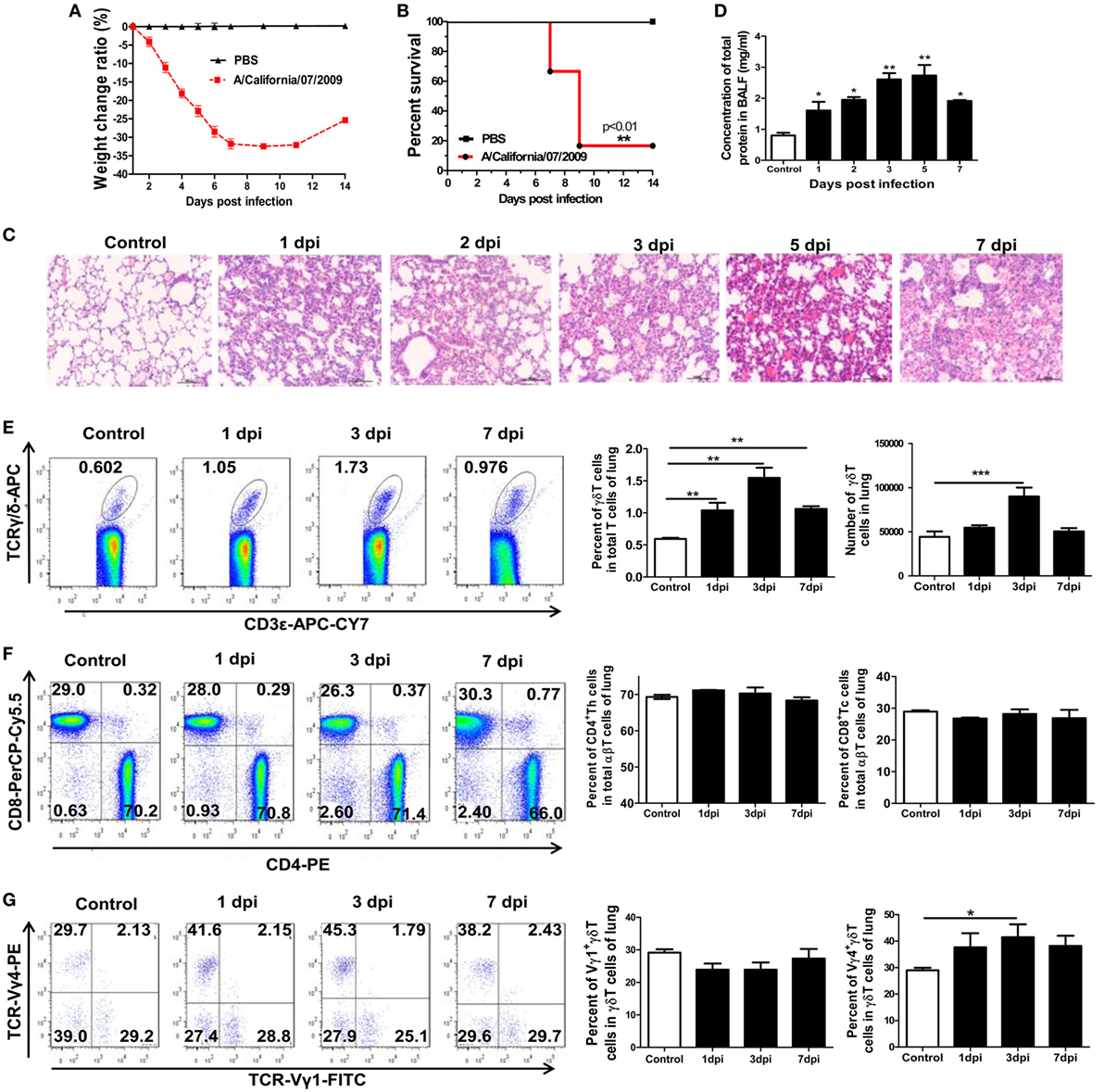 Frontiers | Vγ4+γδT Cells Aggravate Severe H1N1 Influenza Virus