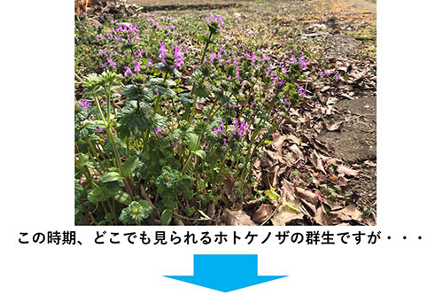 中一光学 APO 85mm F2.8 SUPER MACRO 1-5X 実写レビュー