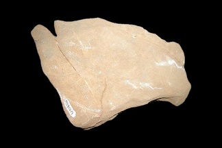 ミケリニア（サンゴ）