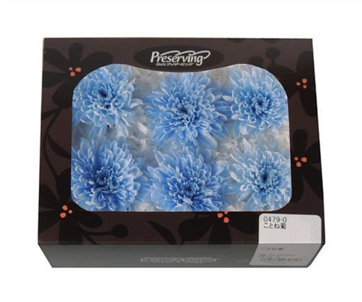 大地農園・ことね菊・ブルー6輪(04790-600) | プリザーブドフラワーKnext