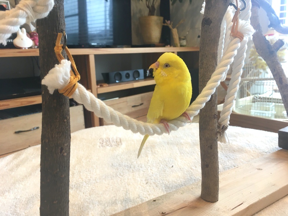 バードアスレチック バードジム コザクラインコ ボタンインコ セキセイ