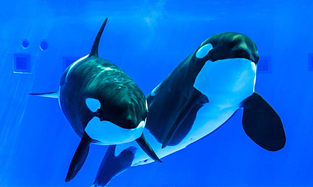 神戸須磨シーワールドのオルカ(シャチ)｜展示情報｜未来とつながる