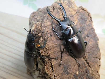 ☆くろねこチャンネルより入荷個体☆ギラファノコギリクワガタクワガタ