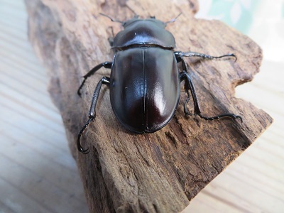 原名亜種ヤエヤママルバネクワガタ64㎜【大型】 原名亜種ヤエヤマ