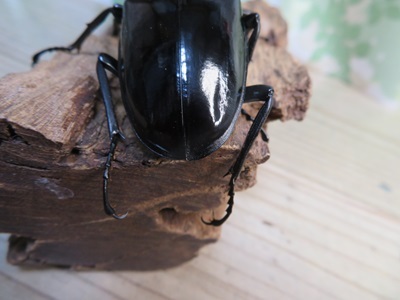 ☆新成虫☆ギラファノコギリクワガタ（亜種ダイスケ）♂90ミリ♀46