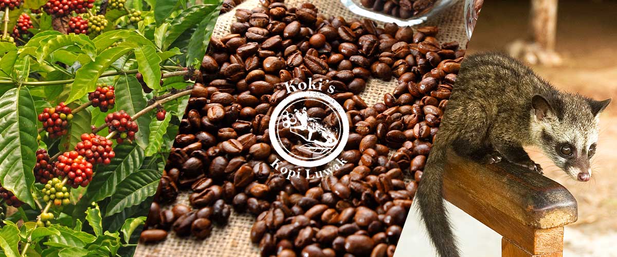 コーヒー ARABICA LUWAK LIAR 200G Premium Wild Kopi Luwak Arabica