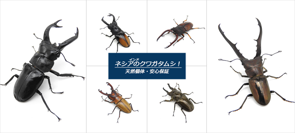 国産プロゼリー6000個KBファーム・カブトムシ クワガタ 【木ぼく