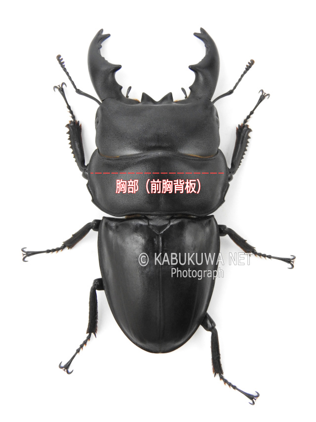 ヒラタ/アルキデスヒラタクワガタ ♂88－89mm 長歯 ペア