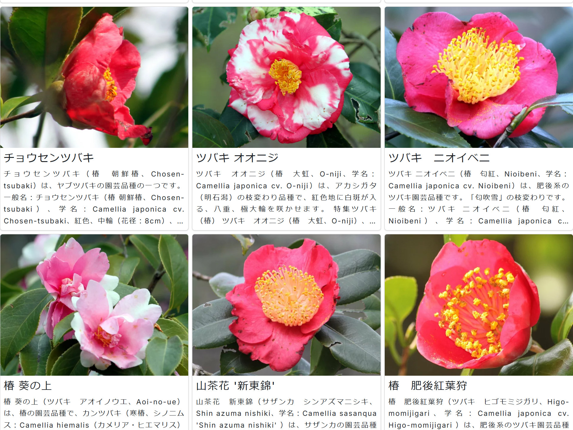 雪舞椿 『ゆきまいつばき』 雪椿【L-4K】／錦照会50周年記念踊り 雪舞