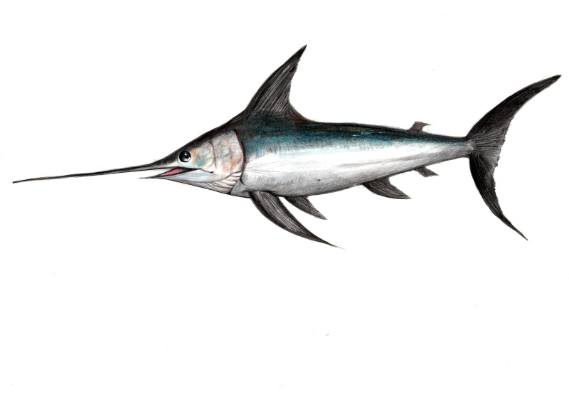 メカジキ（目梶木）【かぎけんWEB】