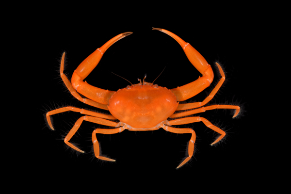 四国太平洋高知県産稀少平家蟹（蜘蛛蟹）サムライ蟹＆タコノマクラ