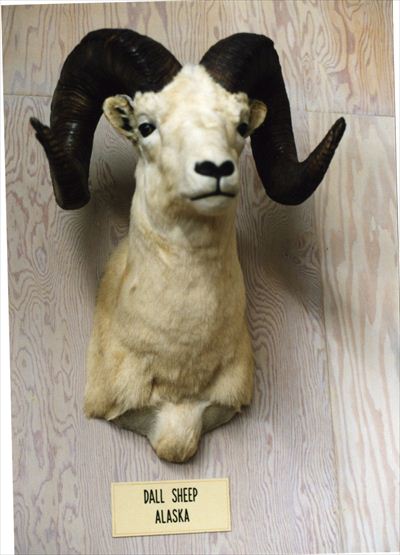 ヤギページ ヨシモトコレクション >> 標本・資料データベース :: 国立科学博物館