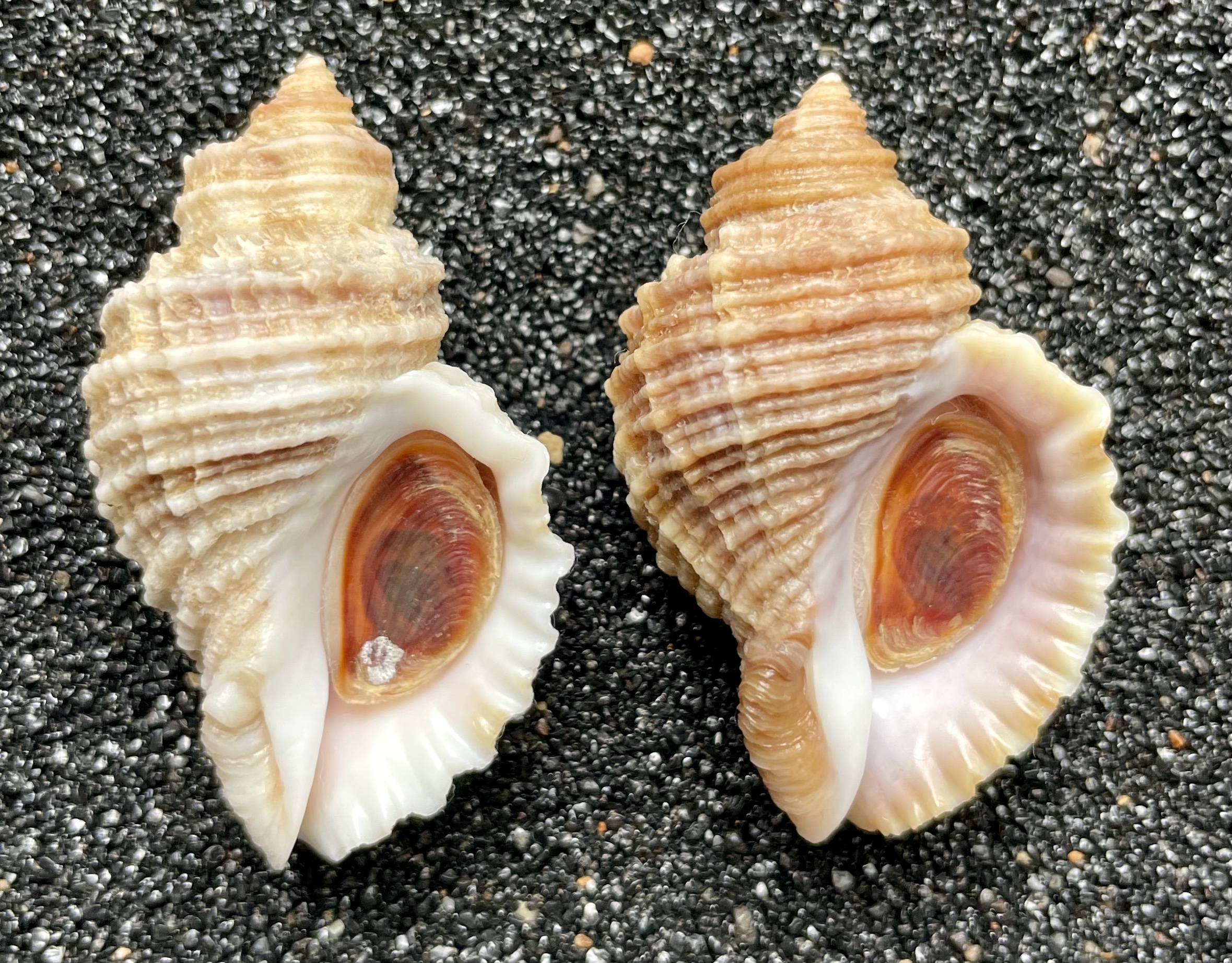 No. 57 エゾチヂミボラ（蝦夷縮法螺） 貝殻の問屋さん- 世界の貝殻