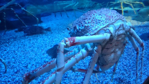 タカアシガニのふんどし｜海遊館とつながる｜海遊館