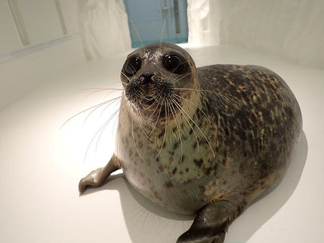 ユキのマイブーム | 海遊館の舞台ウラ | 生きものを知る | 海遊館