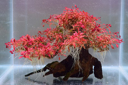 盆栽流木アクアリウム水槽