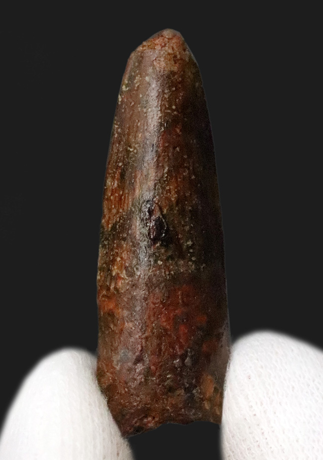 白亜紀、北アフリカの覇者・スピノサウルス（Spinosaurus）の歯の化石