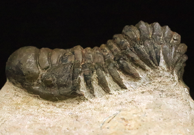 立体的なフォルムで、人気のモロッコ産の三葉虫、クロタロセファルス