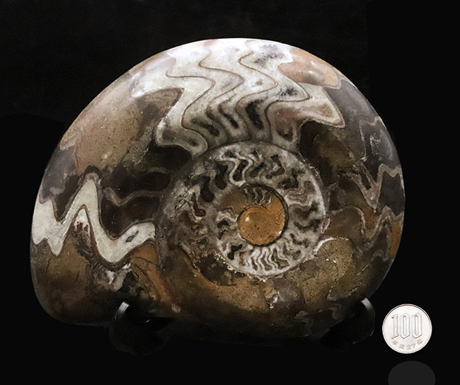 直径最大部17センチ級の特大標本！アンモナイトの祖先、ゴニアタイト