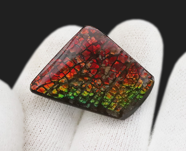 万華鏡のように美しい！典型的なドラゴンスキン模様をもつ、生物起源の