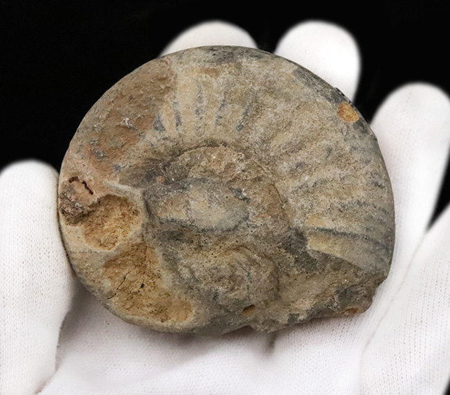 ナチュラル感あふれる、モロッコ産・白亜紀のアンモナイト（Ammonite