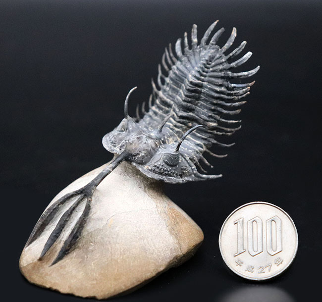 必見！絶大な人気を誇るモロッコ産三葉虫、ワリセロプス・トライフル