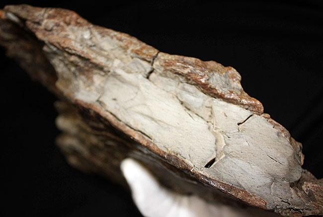 プライスレス！デンタルバッテリー構造がそのまま保存された