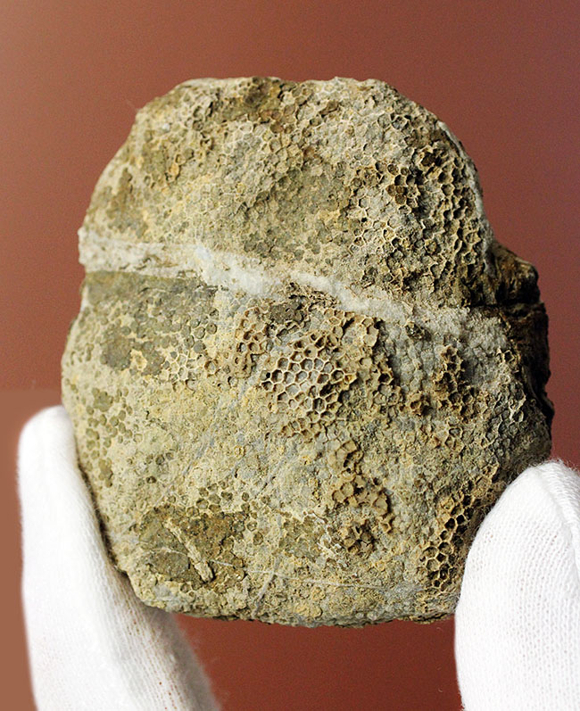 鑑賞石 天然石 ハチノスサンゴ化石 デボン紀 唐木台付 C R5967