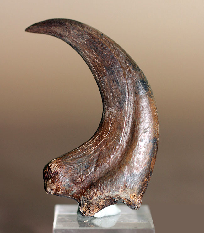 補修2〜3% マダガスカルのラパレントサウルス フットクロウ 爪 化石