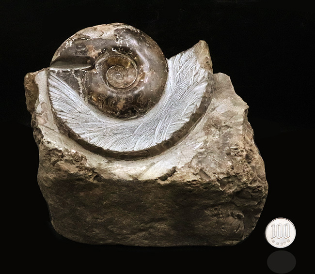 インテリアとしてもぜひ！母岩が台座として機能する北海道の白亜紀の