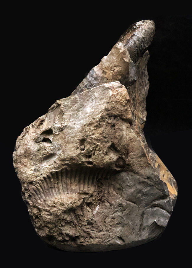 インテリアとしてもぜひ！母岩が台座として機能する北海道の白亜紀の