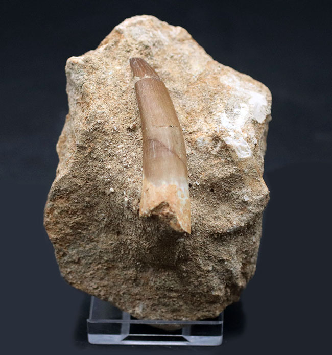 エナメル質の美しさに感動を覚える、巨大な首長竜、エラスモサウルス