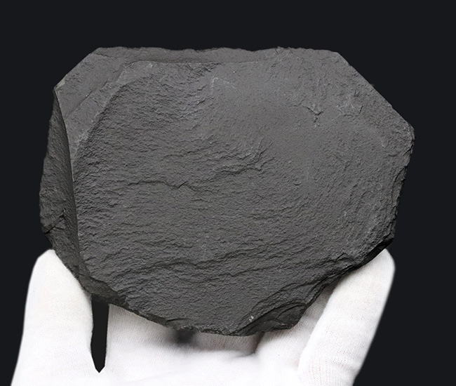 黒ジュラ！ドイツ産ホルツマーデン産アンモナイト、ダクチリオセラス