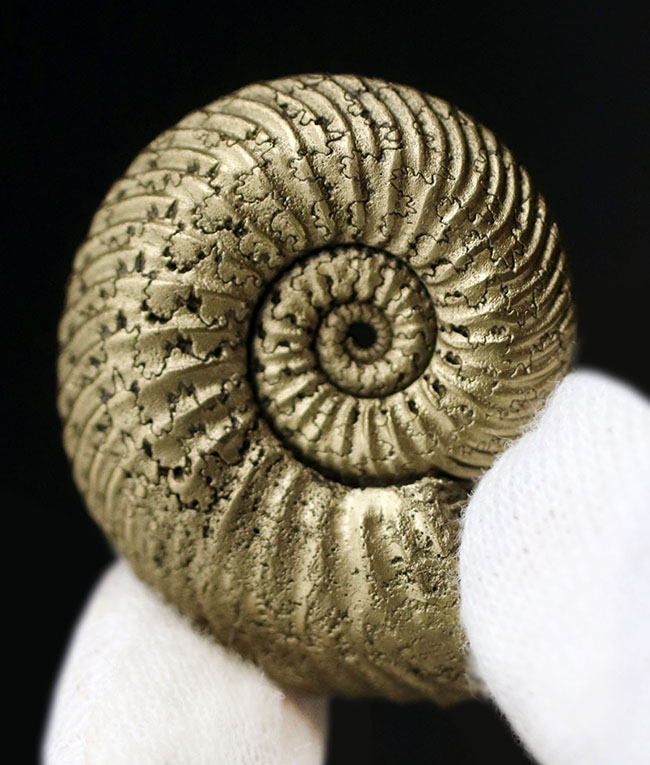 べストクオリティ！ロシア産の黄鉄鉱化アンモナイト、クエンステッド