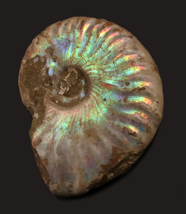 早い者勝ち 未開封 標本 希少な虹入りアンモナイト化石 白亜紀前期