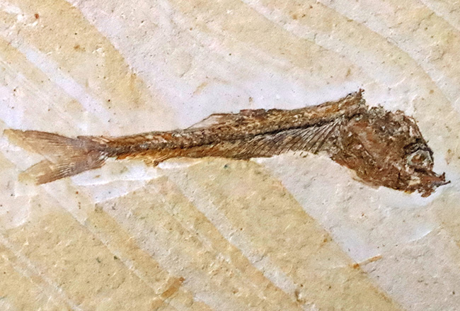 ブラジルの白亜紀の地層から見つかった1億年以上前の絶滅古代魚