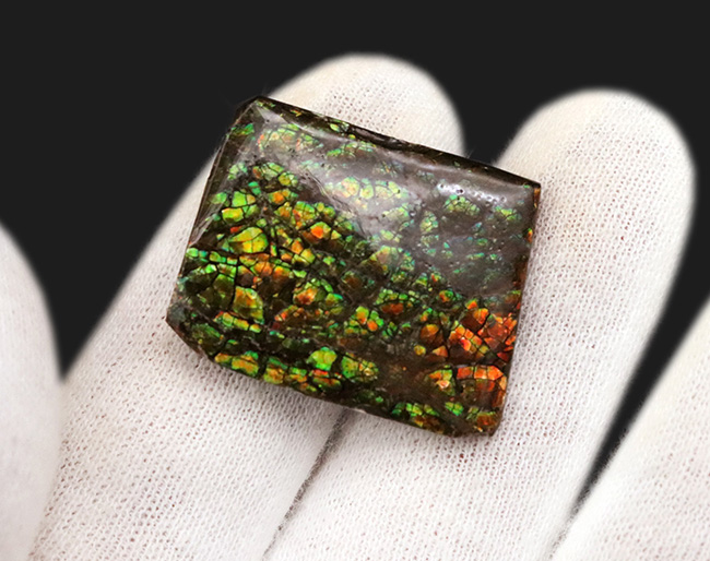 化石でありながら宝石でもある希有な存在、カナダ・アルバータ州の大地