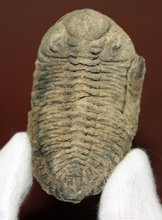三葉虫 化石 ボリビア産 南アメリカ trilobite Bolivia三葉虫② 三葉虫