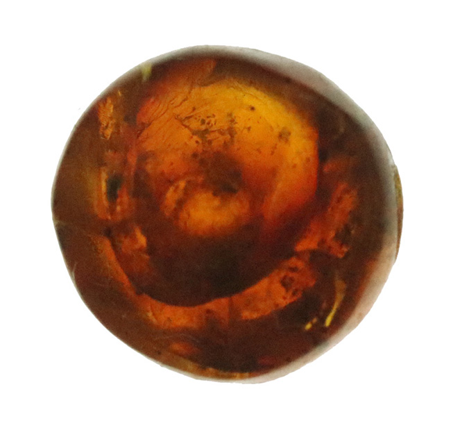 映画『ジュラシック・パーク』で話題になった、ドミニカ産の虫入り琥珀