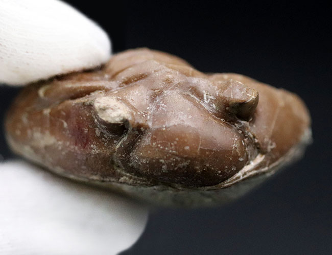 化石 三葉虫 ロシア産 防御姿勢 エンロール 美麗標本 人気のパックマン